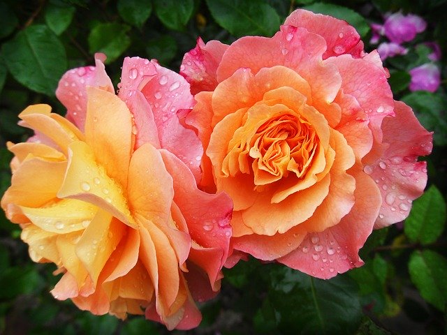 rozkvetlé růže